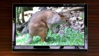 Scène de la vie conjugale ( Compilation )